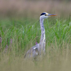 czapla siwa